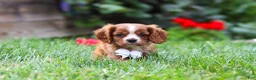 Cavalier King Charles Spaniel dogs for sale: Charlie - Ad 3