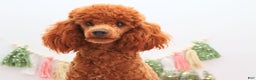 Miniature Poodle dogs for sale: Marshall - Ad 6