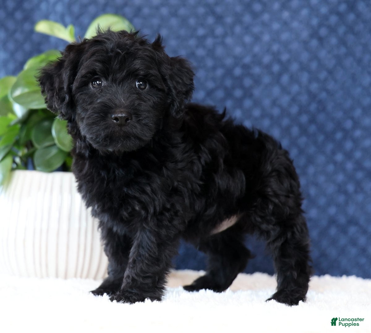 Yorkiepoo dogs Alex - Ad 1
