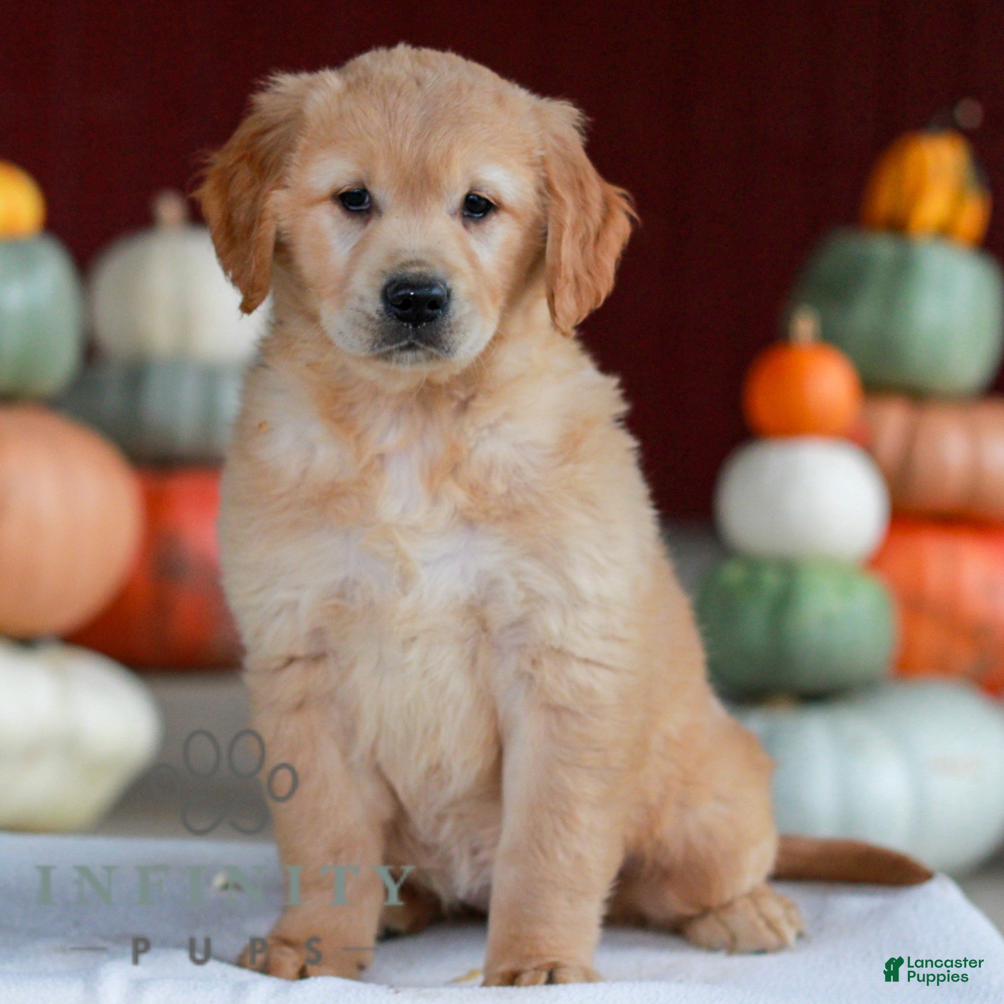 Golden Retriever dogs for sale: Lilac  - Ad 1