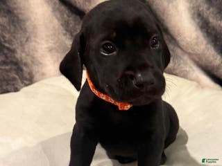 Mixed Breed dogs Red - Ad 39