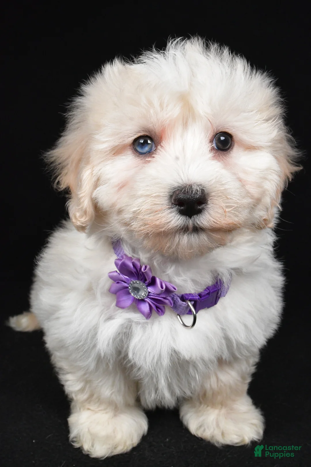 Maltipoo dogs for sale: Hannah - Ad 6