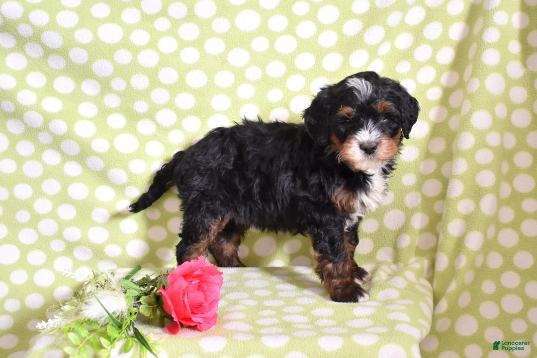 Bernedoodle dogs for sale: Goliath  - Ad 5