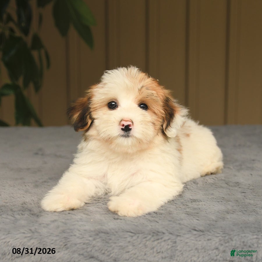 Mixed Breed dogs Gail - Ad 2
