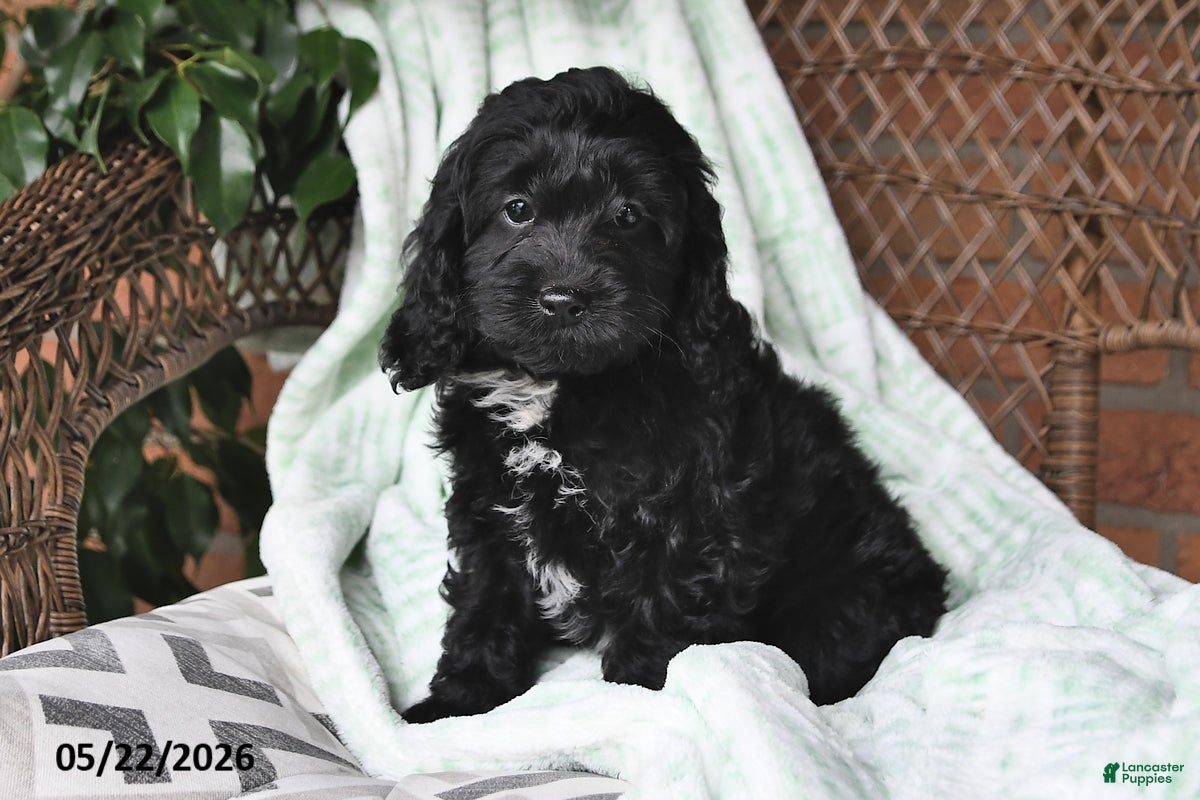 Cockapoo dogs Tina - Ad 1