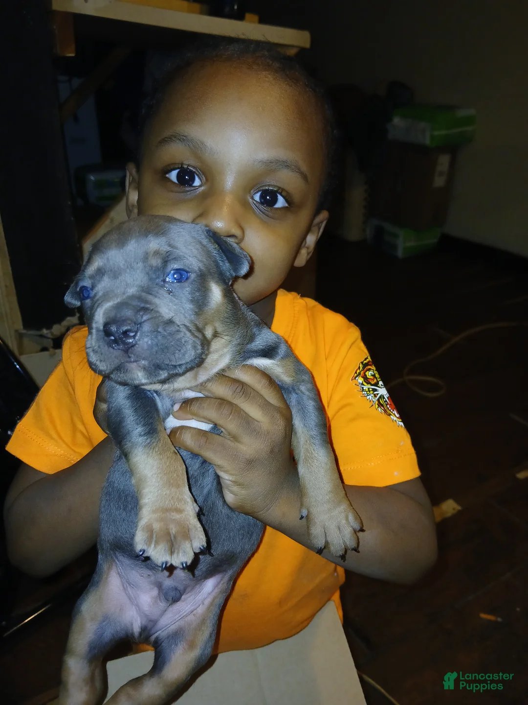 American Bully dogs for sale: American Bully Puppy 1 - Ad 1
