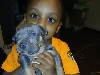 American Bully dogs American Bully Puppy 1 - Ad 38