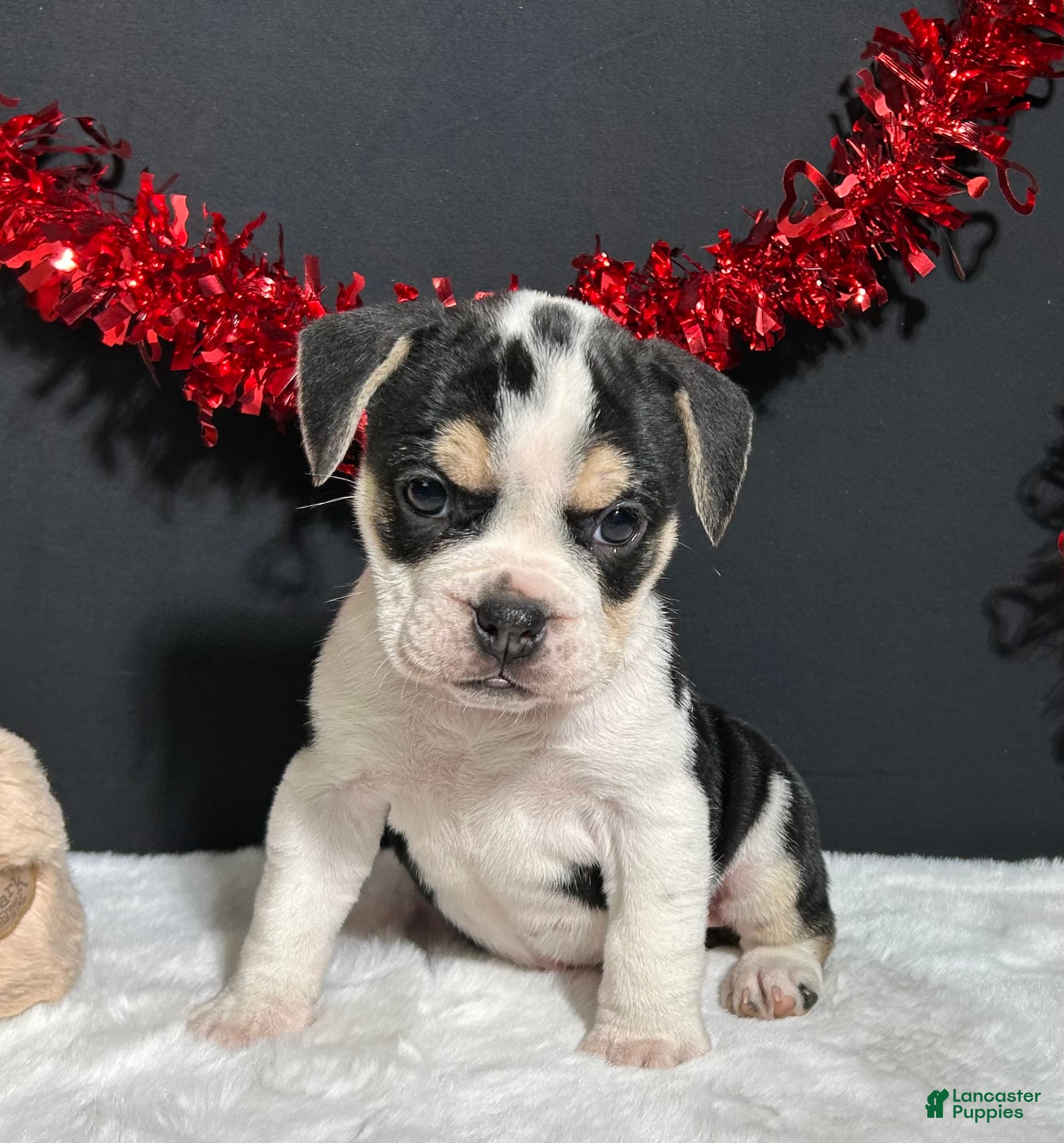 Beabull dogs Ginger - Ad 5