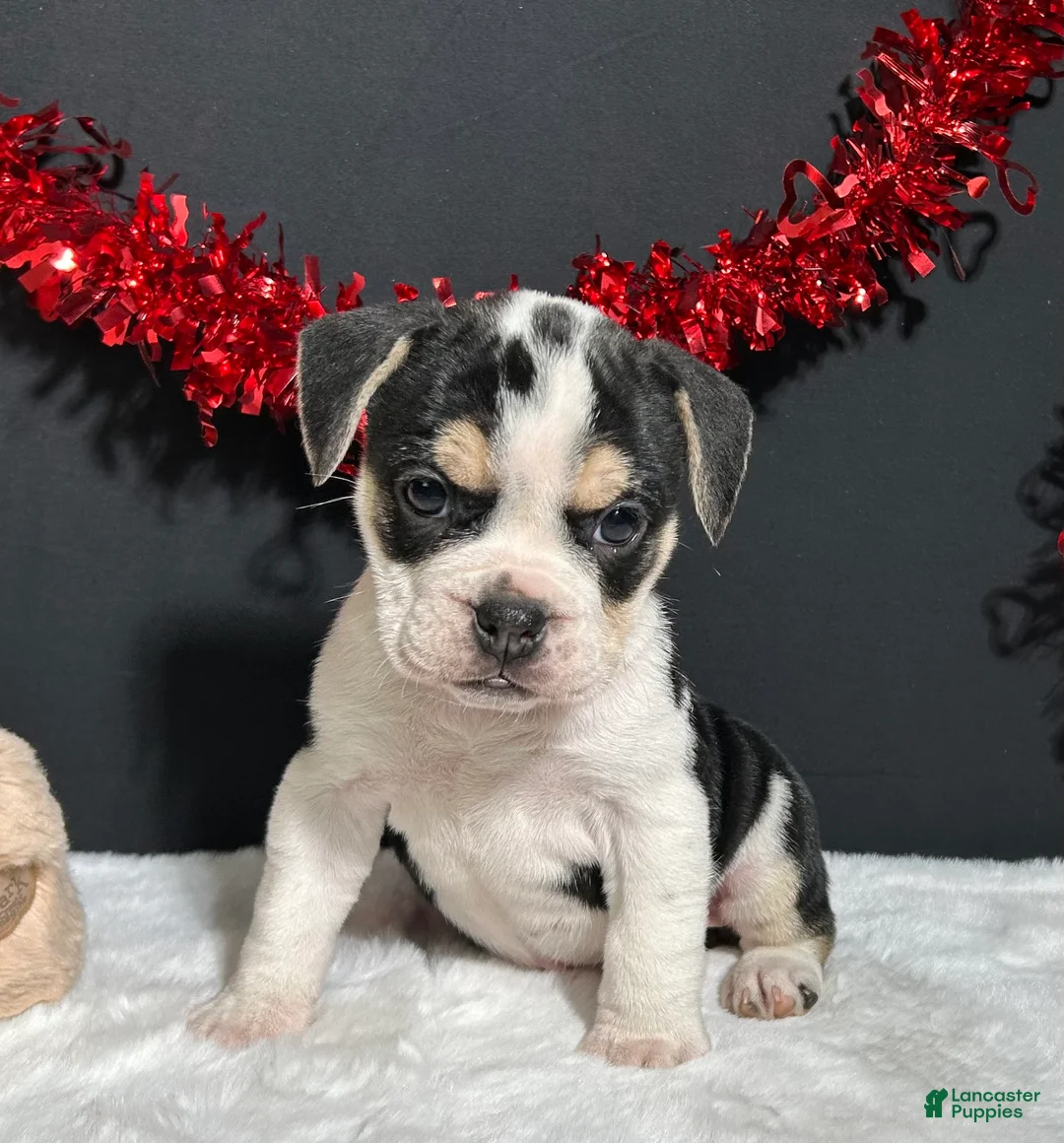 Beabull dogs for sale: Ginger - Ad 1