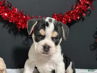 Beabull dogs Ginger - Ad 5