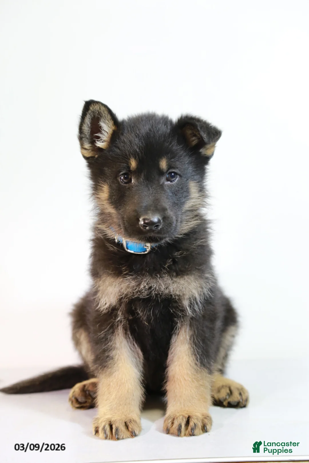 German Shepherd dogs for sale: Merle - Ad 1