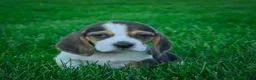 Beagle dogs for sale: Nash - Ad 8