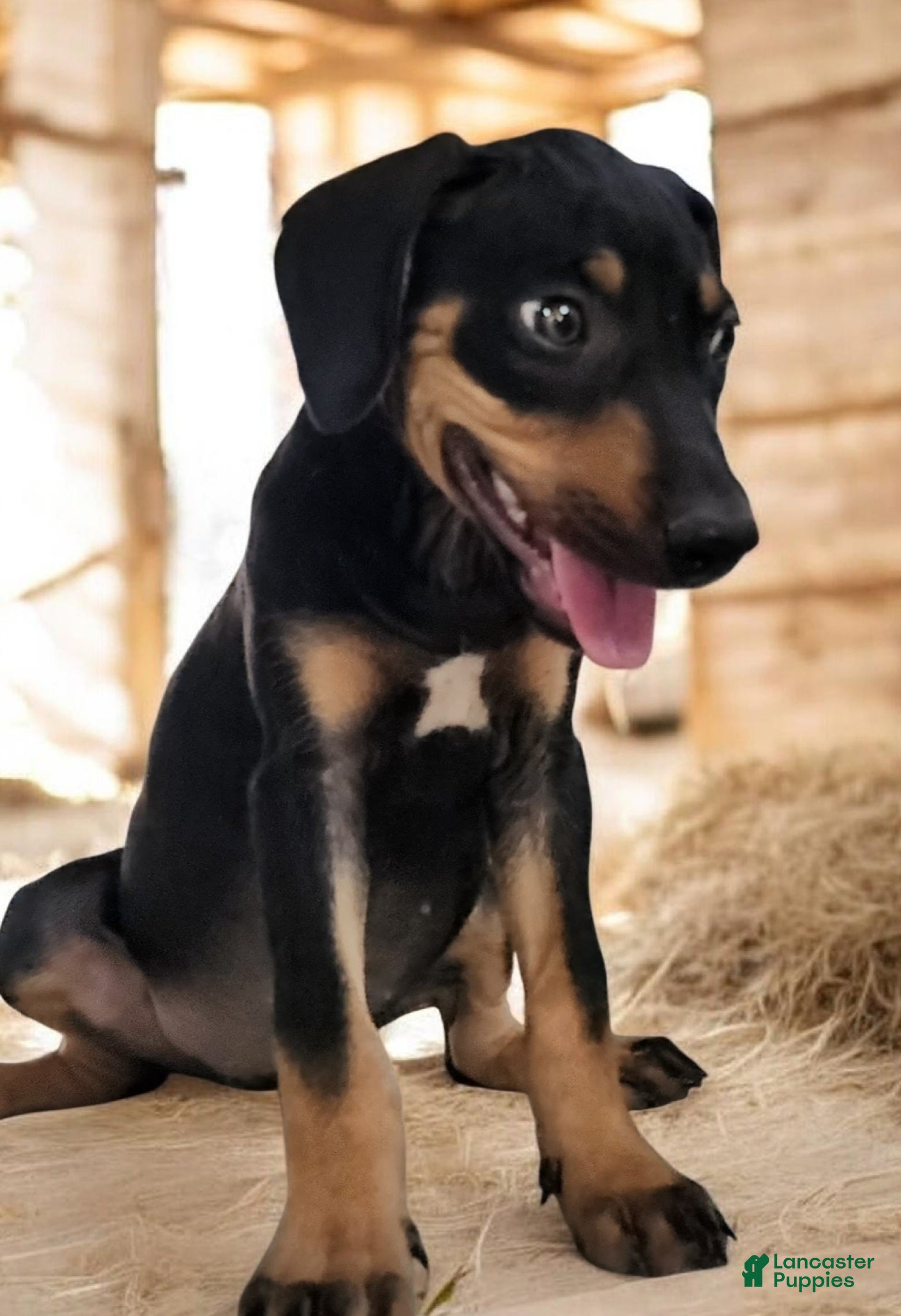Catahoula Leopard Dog dogs Jesse 2026 F2 - Ad 12