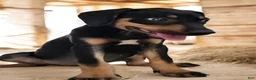 Catahoula Leopard Dog dogs for sale: Jesse 2026 F2 - Ad 1