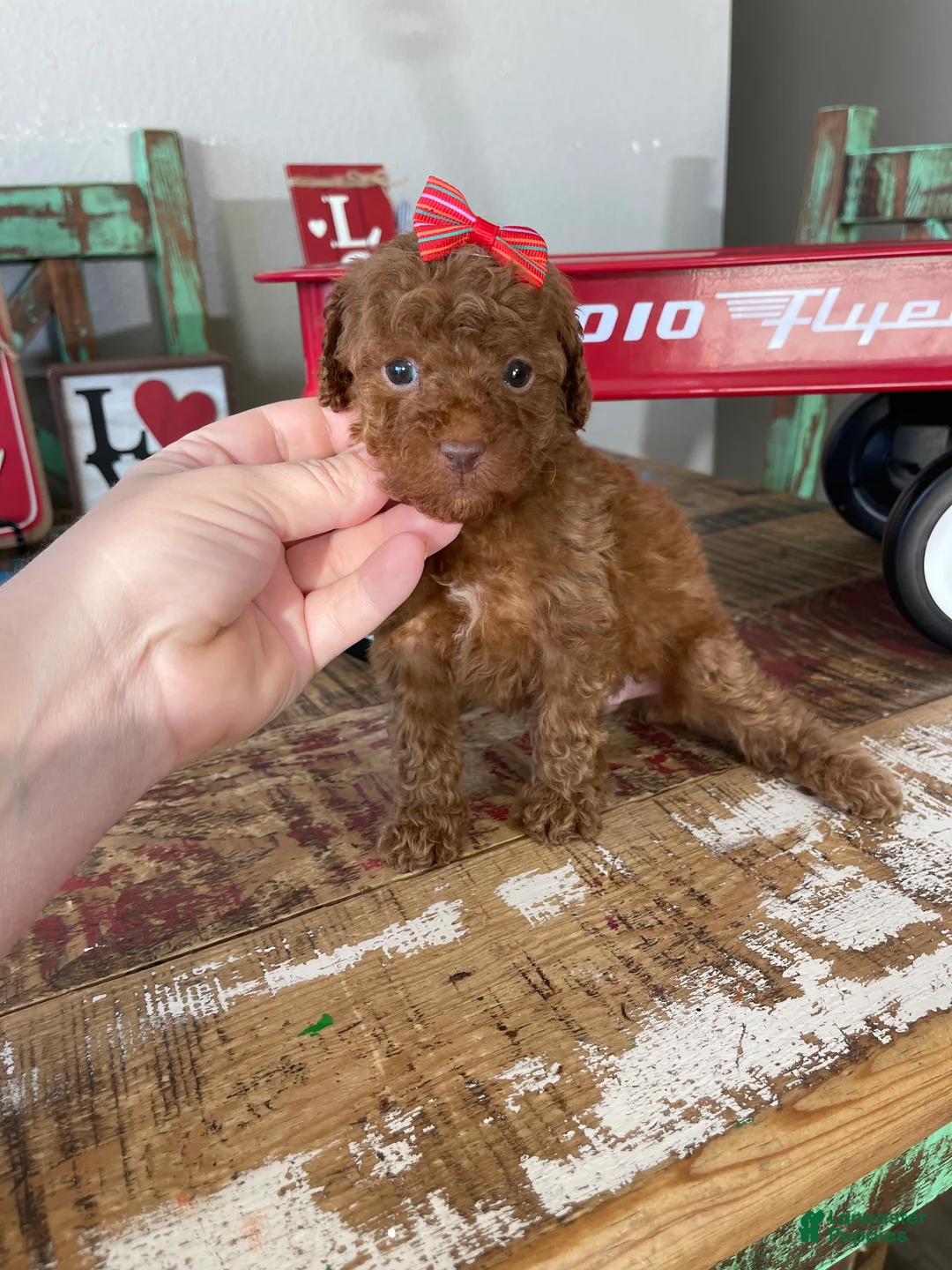 Toy Poodle dogs for sale: Akc Bred Color Red Red Bow - Ad 9