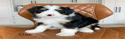 Bernedoodle dogs for sale: Otis - Ad 1