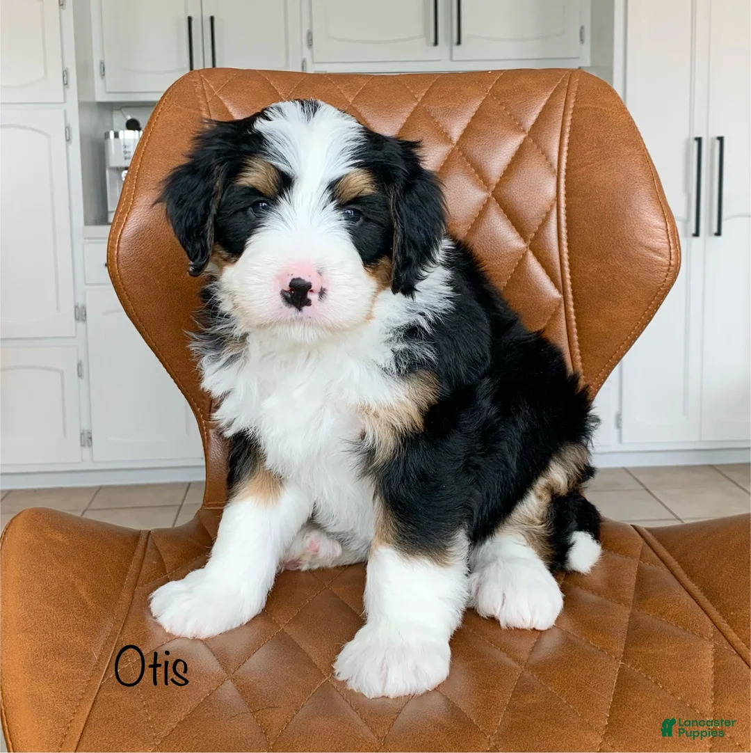Bernedoodle dogs for sale: Otis - Ad 1
