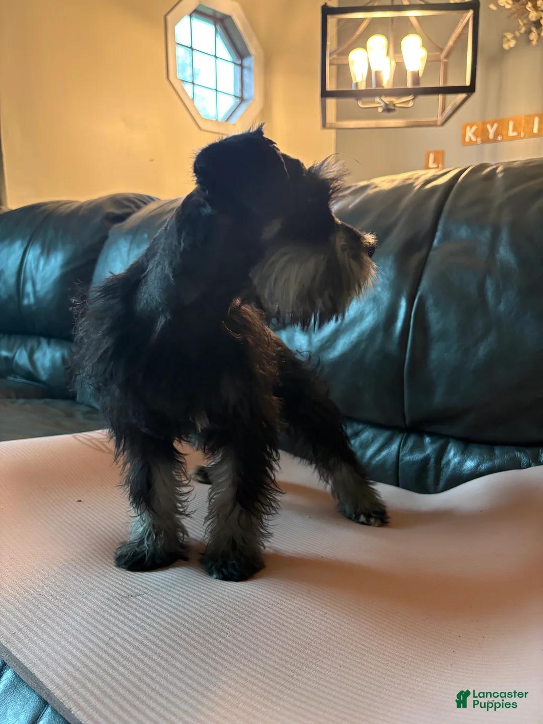 Miniature Schnauzer dogs for sale: Cici  - Ad 2