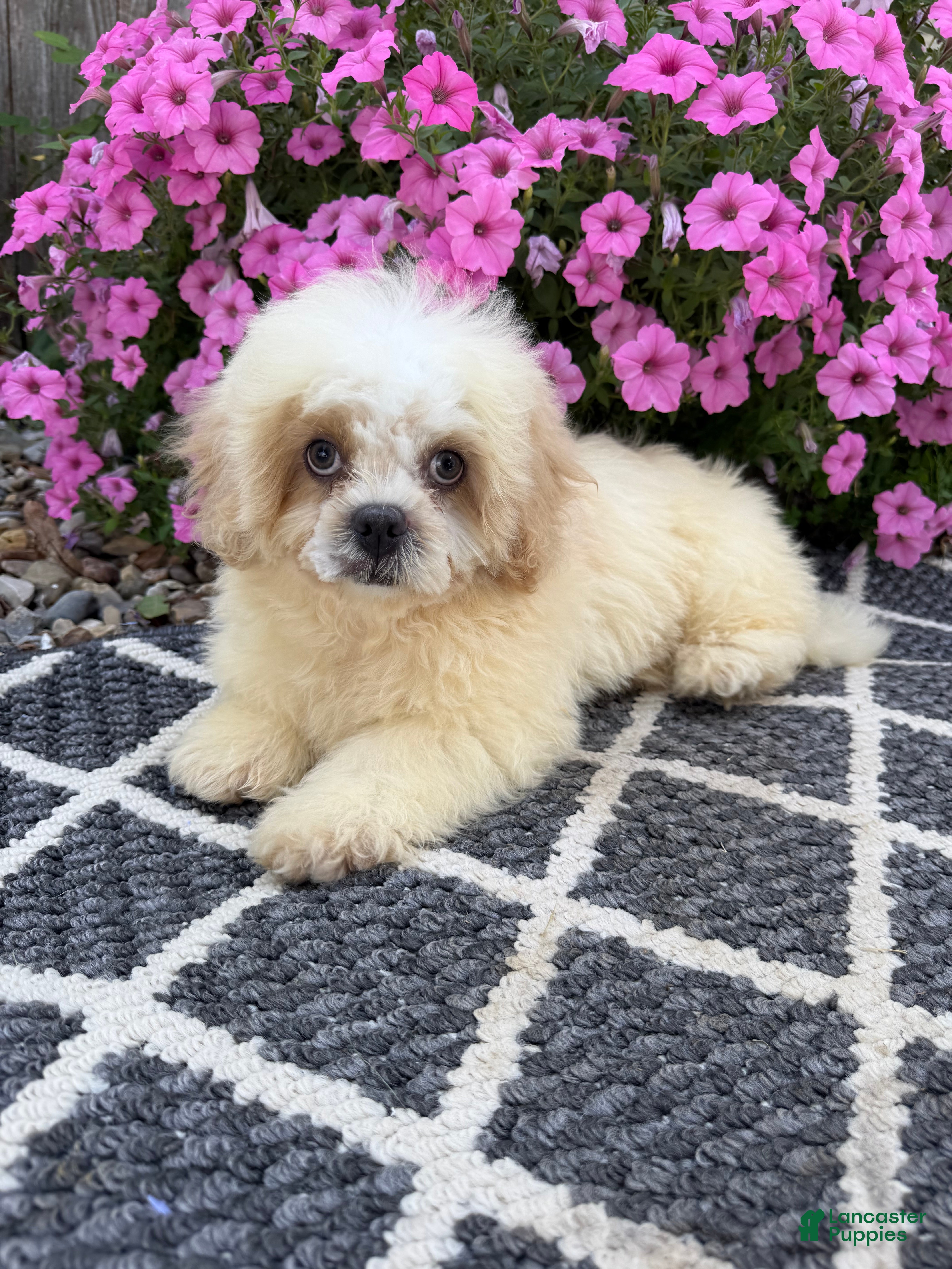 Mixed Breed dogs Marshmallow - Ad 1