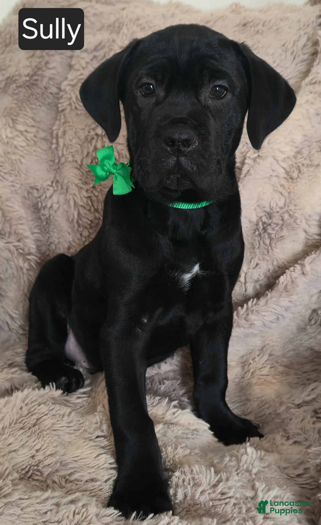 Cane Corso dogs for sale: Sully - Ad 1