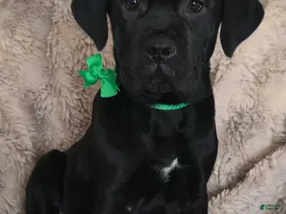 Cane Corso dogs Sully - Ad 4