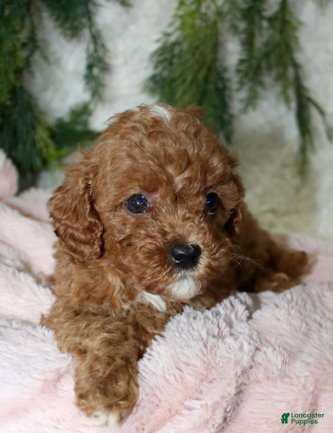 Cavapoo dogs for sale: Cavapoo 8 - Ad 2