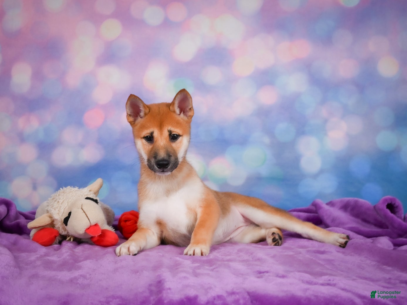 Shiba Inu dogs Luna - Ad 2