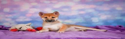 Shiba Inu dogs for sale: Luna - Ad 2