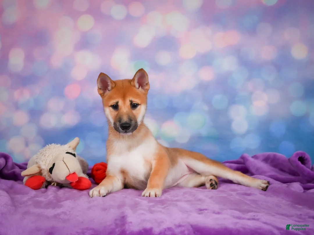 Shiba Inu dogs for sale: Luna - Ad 2