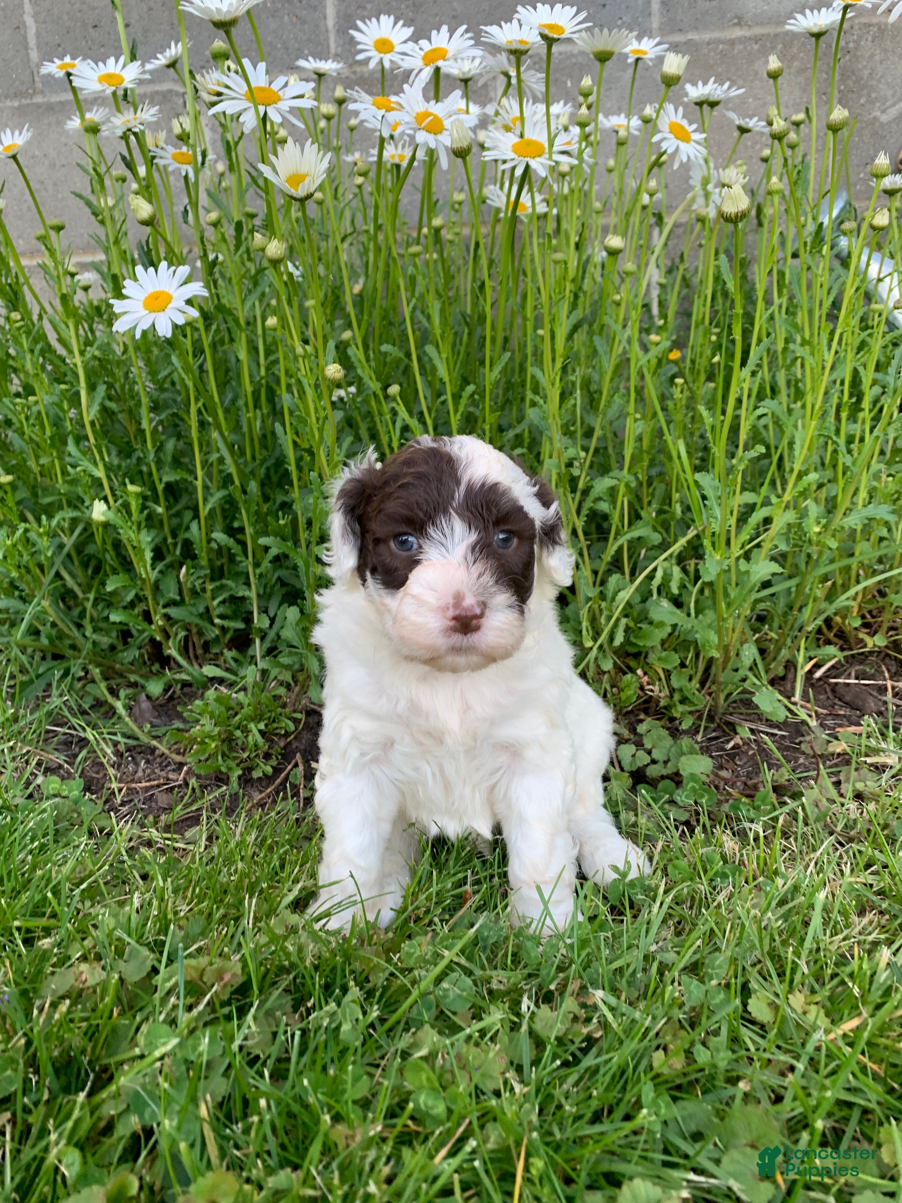Portuguese Water Dog dogs Ivy - Ad 2