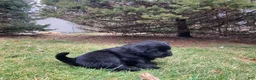 Newfoundland dogs for sale: Lila  - Ad 9