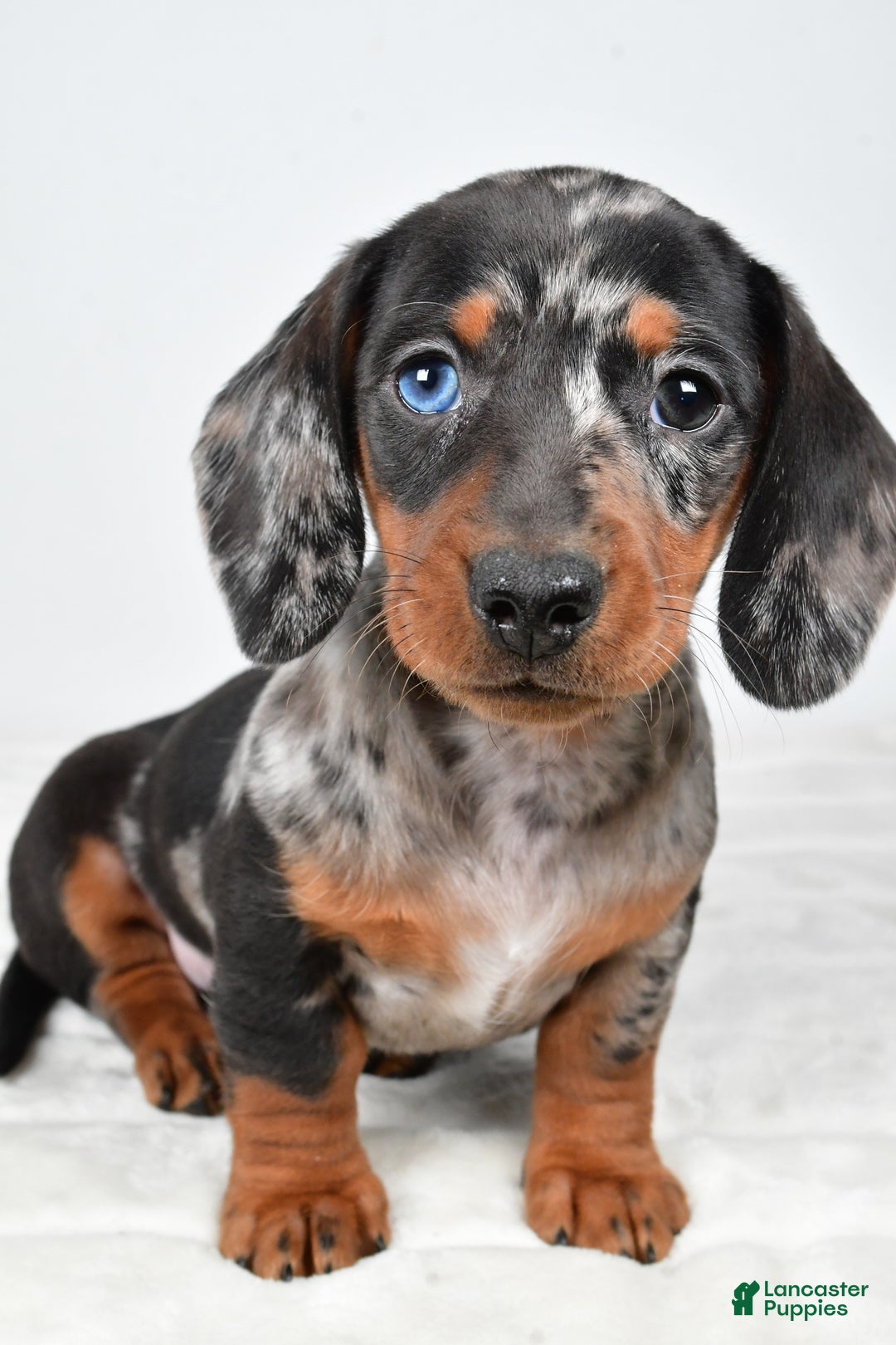 Miniature Dachshund dogs for sale: Piper - Ad 4