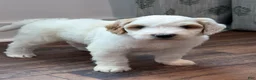 Goldendoodle dogs for sale: Forest - Ad 2