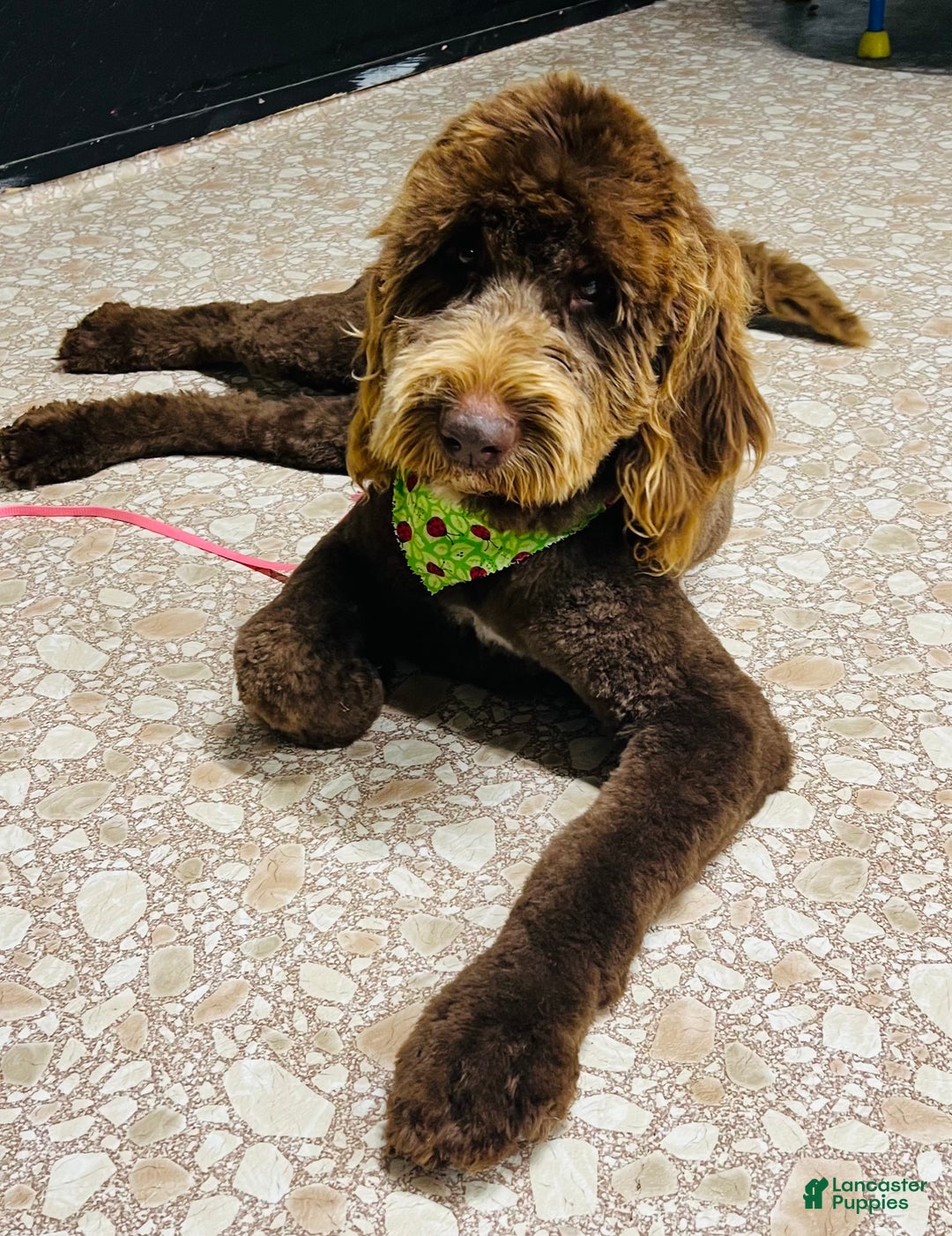 Gallery Image {{count}}