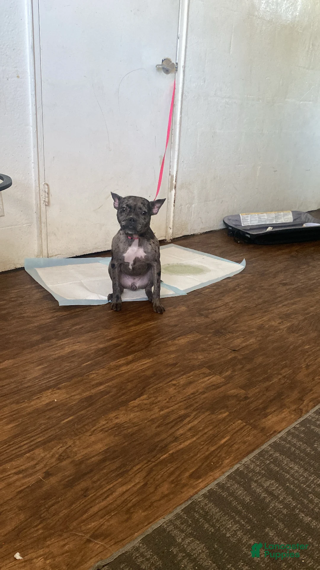 Mixed Breed dogs for sale: Mixed Breed Puppy 1 - Ad 2