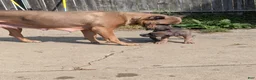 Cane Corso dogs for sale: Cane Corso 1 - Ad 2
