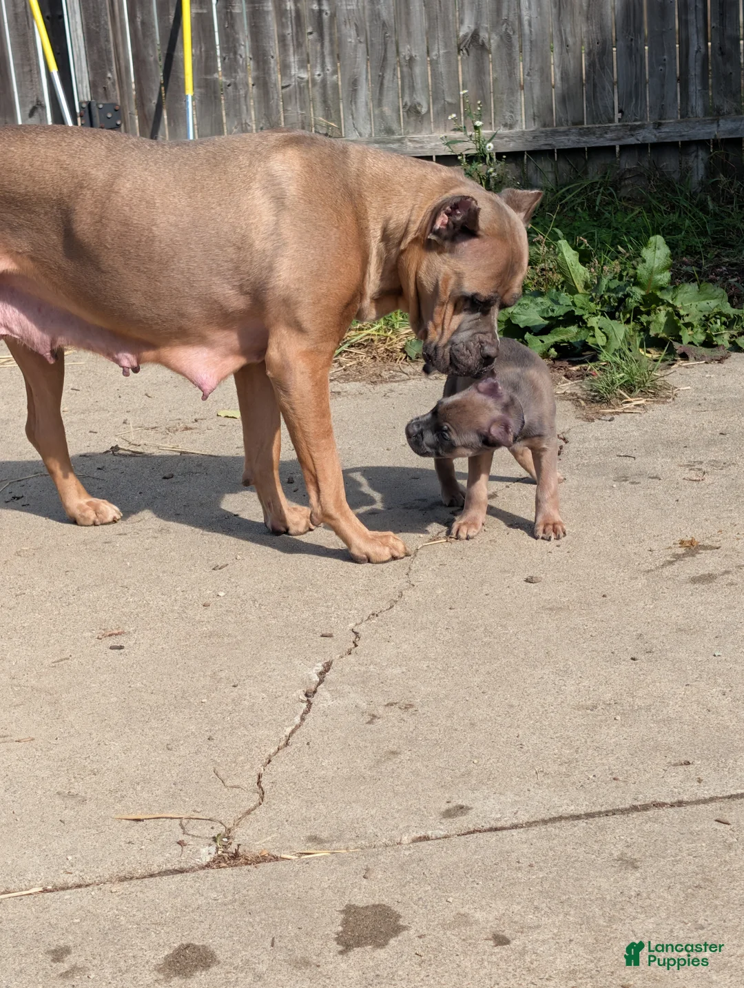 Cane Corso dogs for sale: Cane Corso 1 - Ad 2