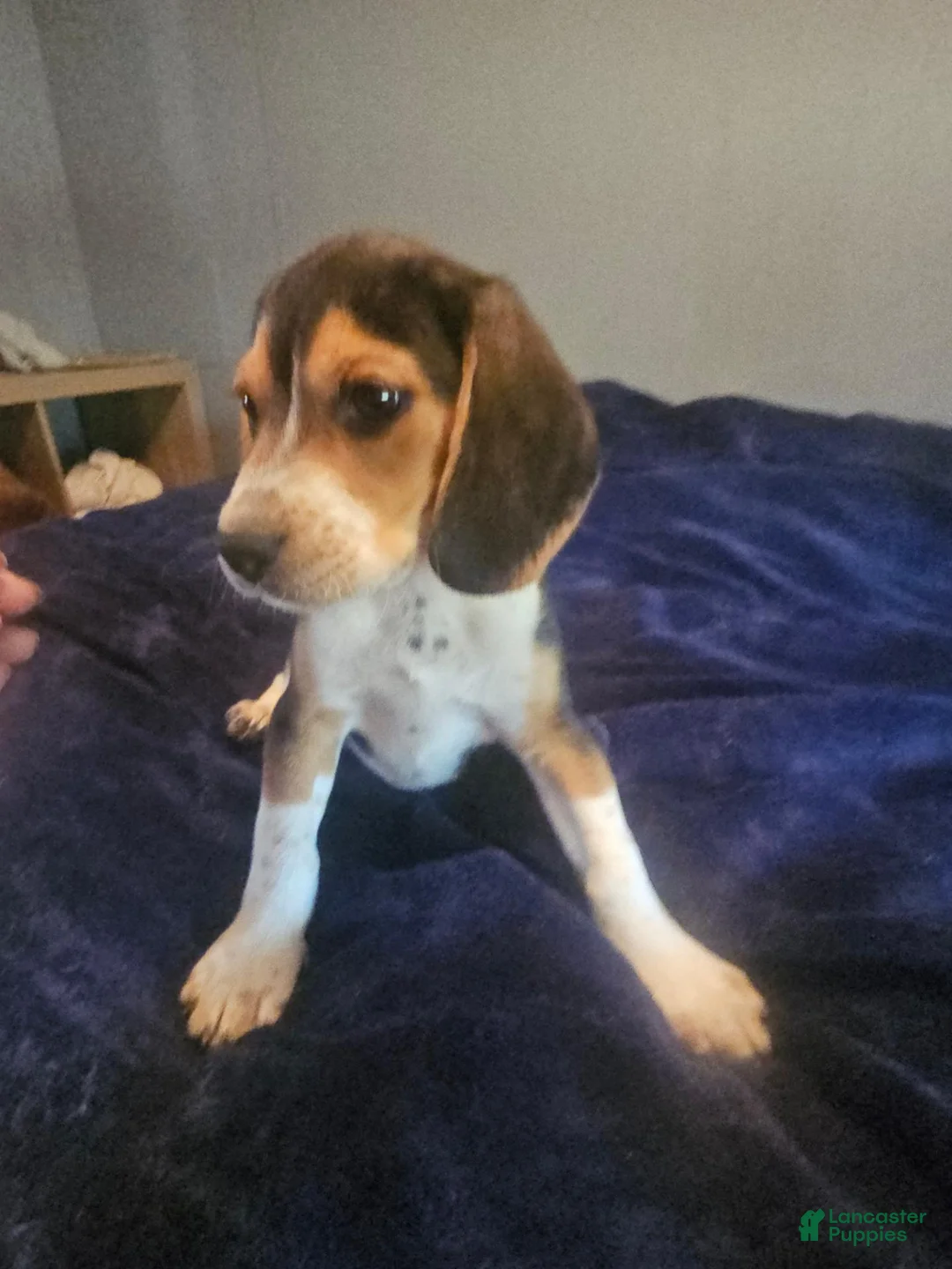 Beagle dogs for sale: Beagle 1 - Ad 3