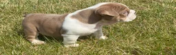 English Bulldog dogs for sale: Sampson  - Ad 2