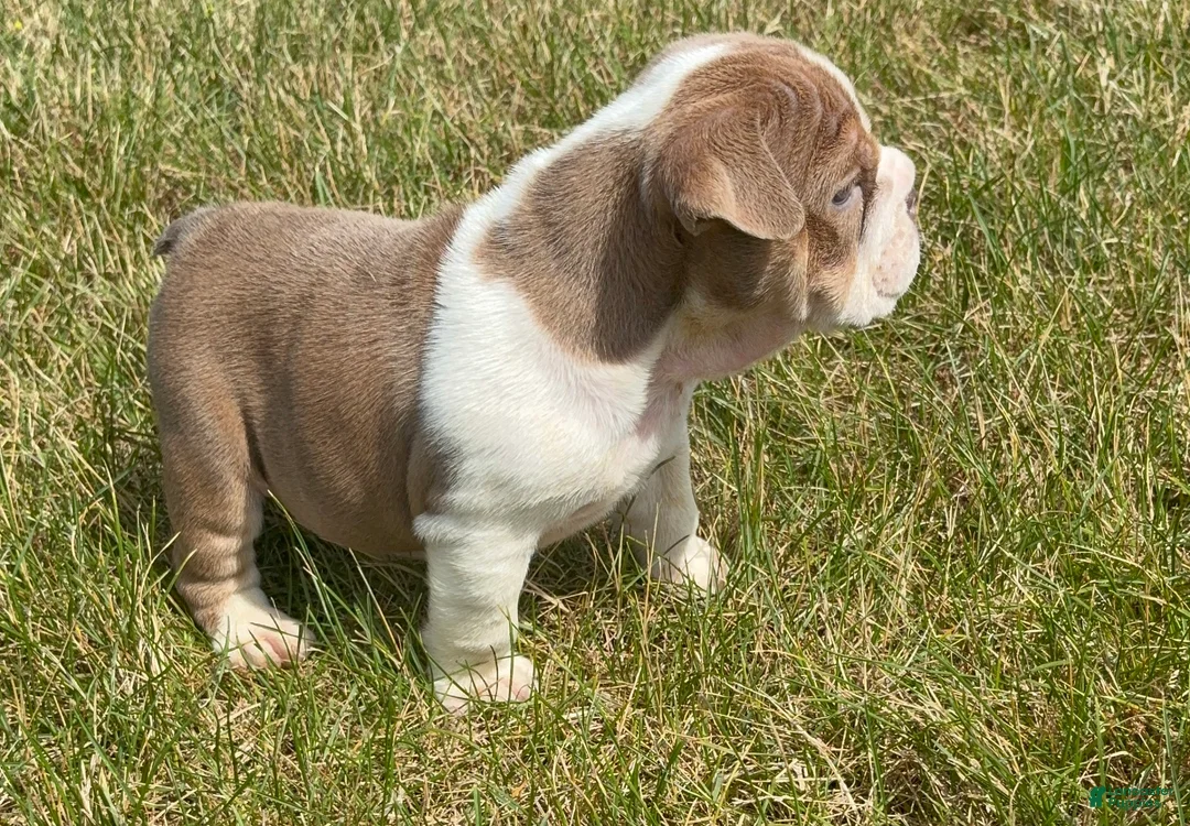 English Bulldog dogs for sale: Sampson  - Ad 2