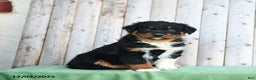 Australian Shepherd dogs for sale: Dorrie - Ad 1