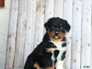 Australian Shepherd dogs Dorrie - Ad 1
