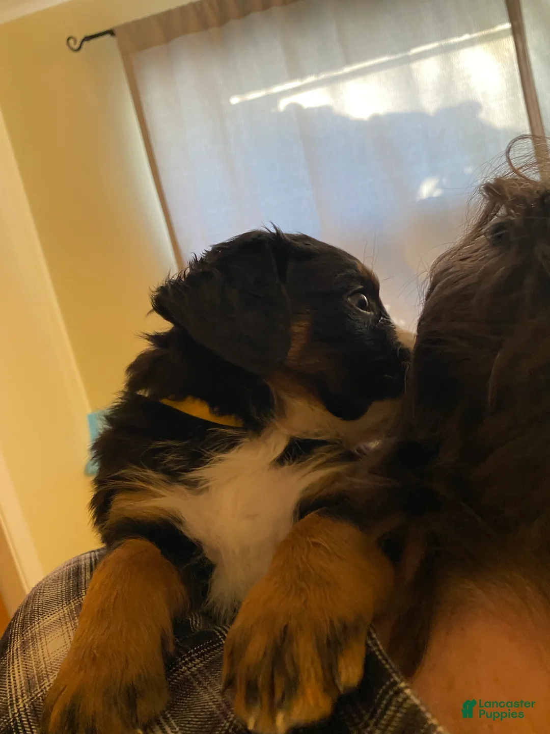 Bernedoodle dogs for sale: Bernedoodle Puppy 4 - Ad 5