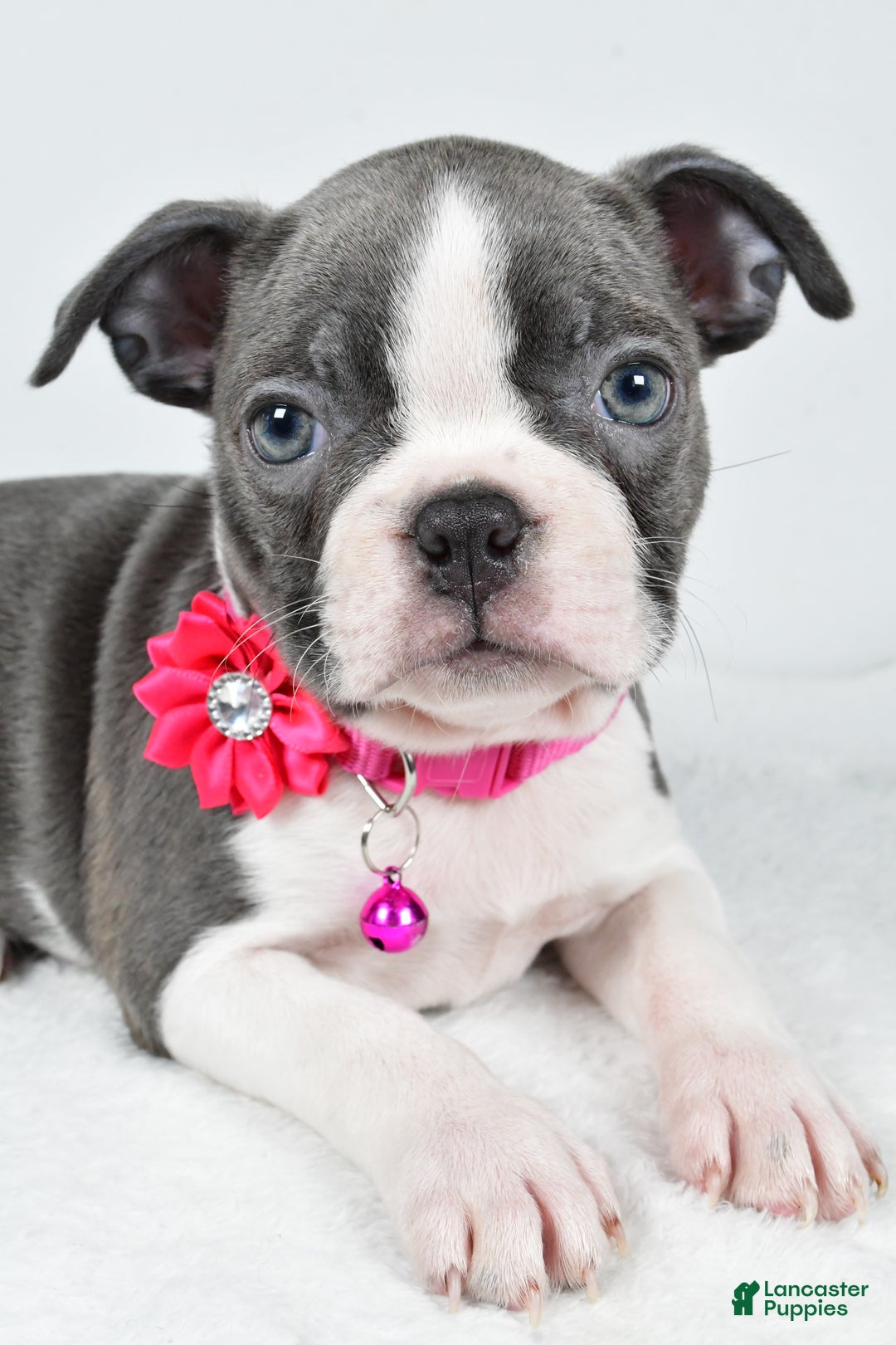 Boston Terrier dogs for sale: Wisteria - Ad 3
