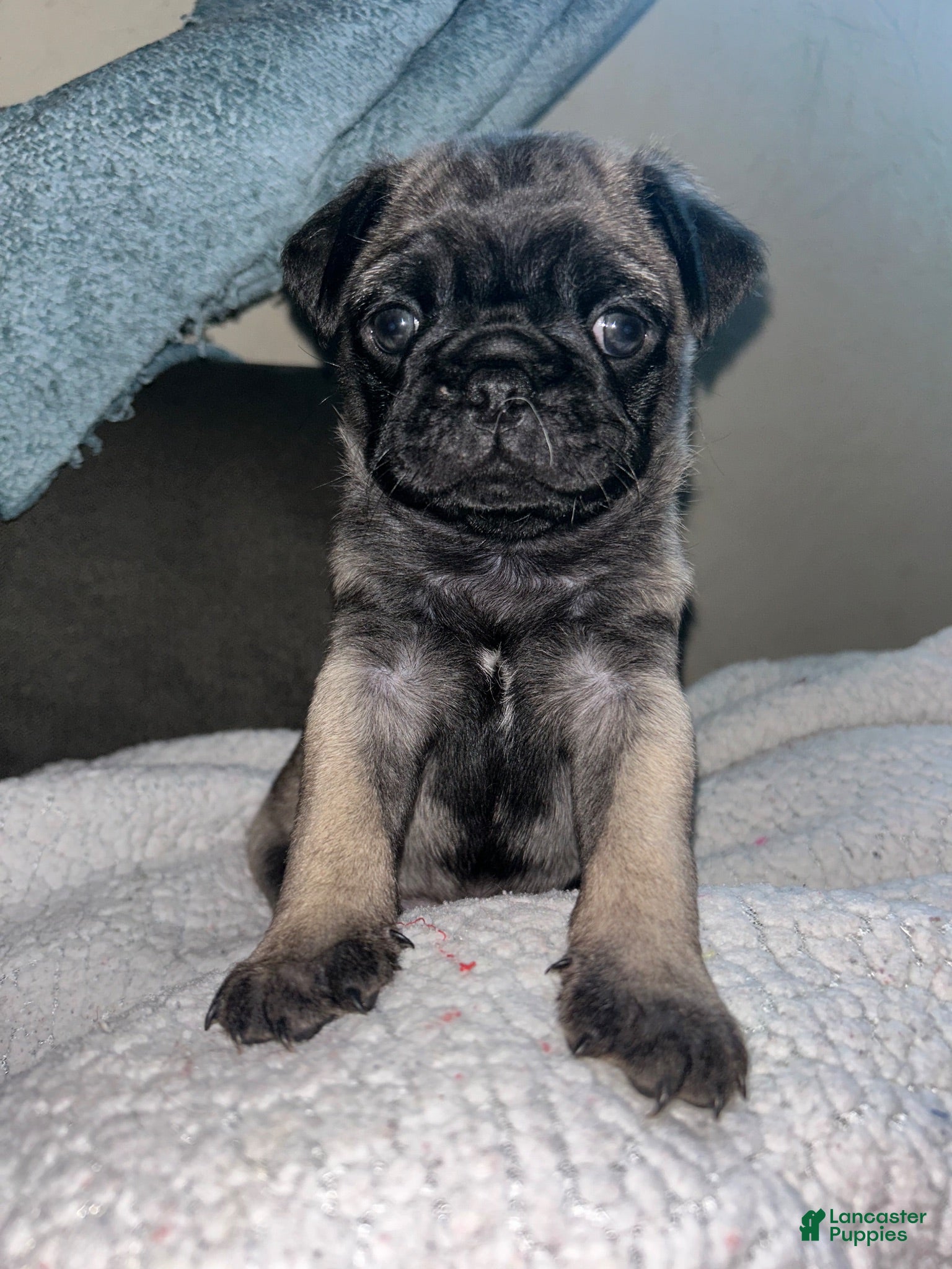 Pug dogs Pug 2 - Ad 1