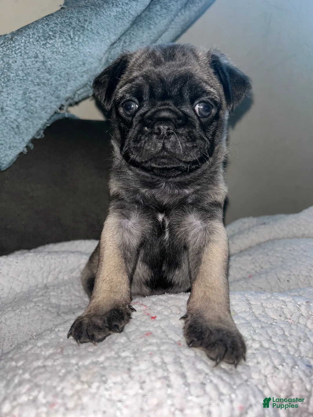 Pug dogs for sale: Pug 2 - Ad 1