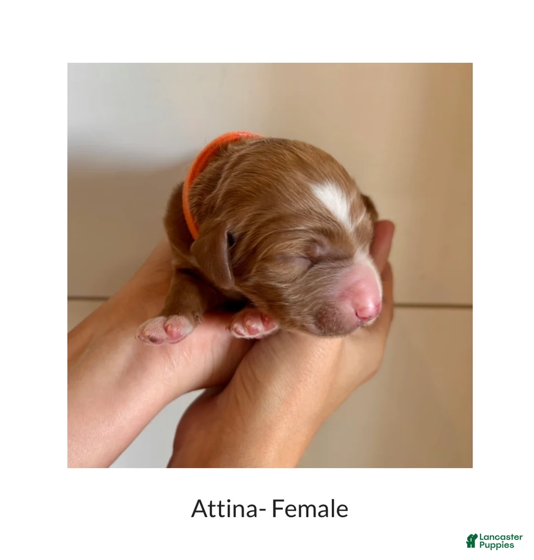 Irish Doodle dogs for sale: Irish Doodle Puppy- Attina - Ad 1