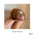 Irish Doodle Puppy- Attina