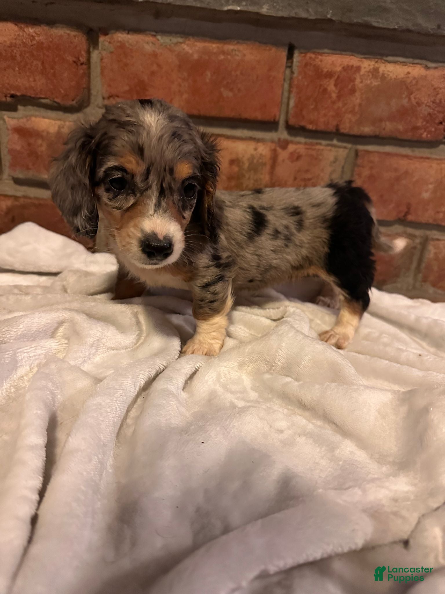 Dachshund dogs Female Five - Ad 1