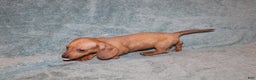 Miniature Dachshund dogs for sale: HAZEL MINI  - Ad 10
